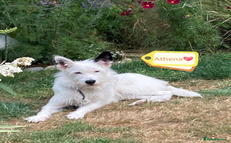 Mixed Breed dogs - Advert 1