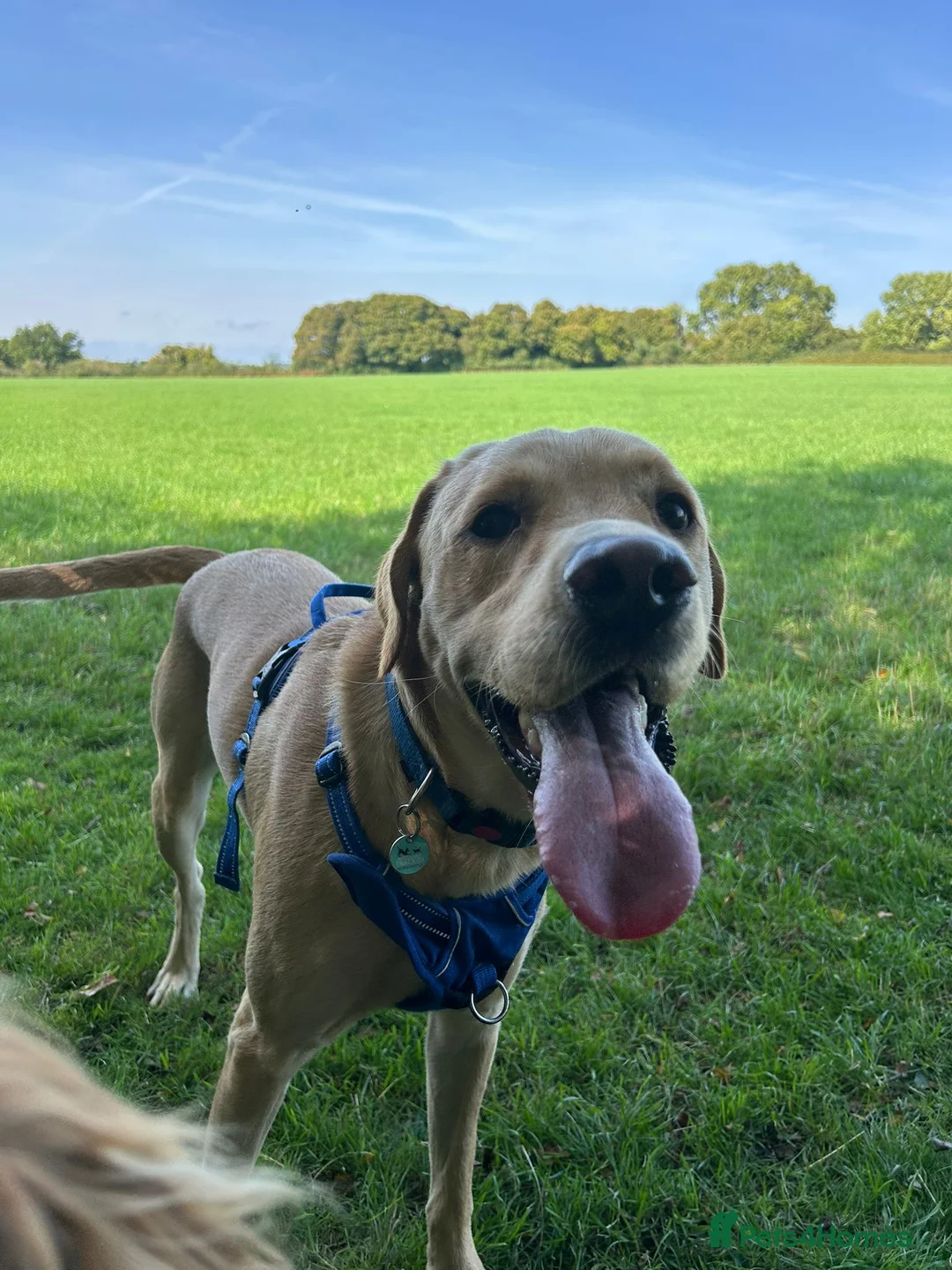 Labrador Retriever dogs for stud: Gorgeous KC Purebred Yellow Labrador For Stud - Advert 5