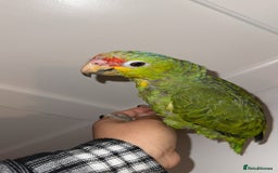 Parrots birds for sale: Beautiful red lored Amazon - Image 6