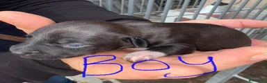 Patterjack 4