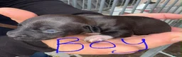Patterjack dogs for sale: Beautiful Patterjacks puppies  - Advert 5