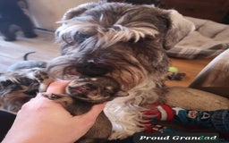 Miniature Schnauzer dogs for sale: Outstanding Miniature Schnauzer Puppies - Image 13