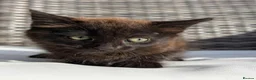 European cats for sale: Playful kittens  - Advert 27