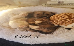 Shorkie dogs for sale: 9 stunning shorkie puppies - Image 19
