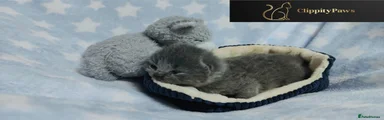 British Shorthair Kitten 1 