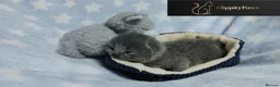British Shorthair cats for sale: GCCF REGISTERED CHUNKY BRITISH SHORTHAIR KITTENS - Advert 6