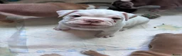 Mixed Breed dogs for sale: Olde English bulldog cross puppies - Advert 15
