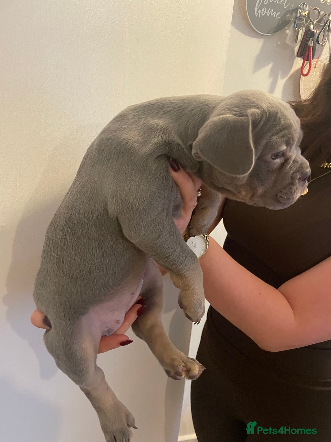 French Bulldog dogs for sale: French bulldog pups - Advert 4