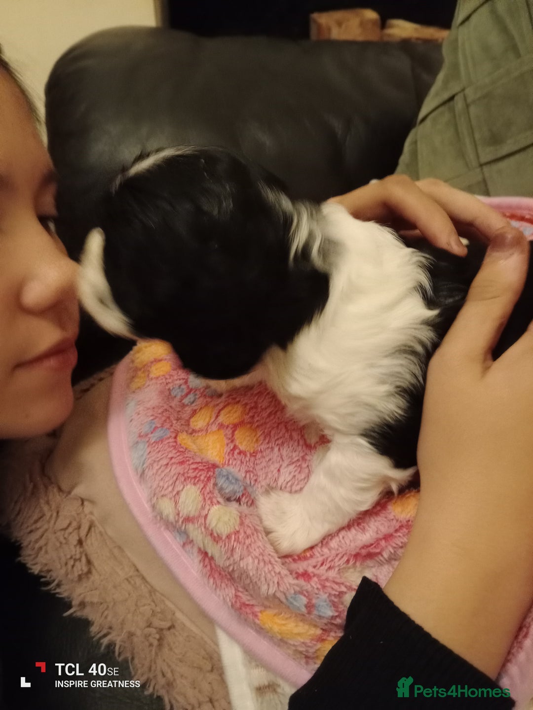 Cavapoo dogs for sale: A stunning litter of cavapoo beautiful costs  - Image 15