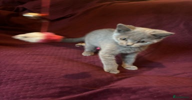 British Shorthair cats - Advert 5