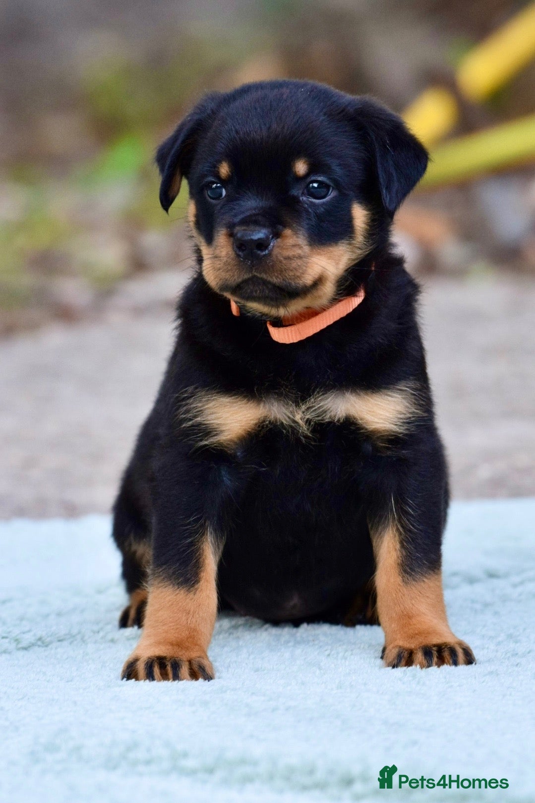 Rottweiler dogs Phenomenal old fashioned, health tested bloodlines - Advert 2