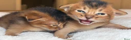 Abyssinian cats for sale:     Gorgeous kittens from champion parents 😽 - Advert 18