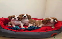 Cavalier King Charles Spaniel dogs for sale: Beautiful Cavalier King Charles Puppies - Image 2