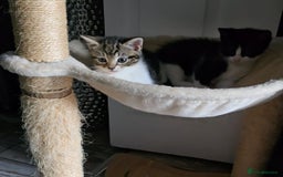 Mixed Breed cats for sale: Kittens For Sale - Image 4