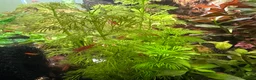 Plecos fish for sale: Juvenile bn plecos - cherry shrimp - swordtails - Advert 5