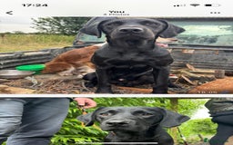 Labrador Retriever dogs for sale: LABRADOR PUPPYS 5WEEKS READY TO VIEW - Image 2