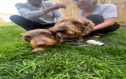 Dachshund dogs for sale: Wire hair Pups Pending - Image 1
