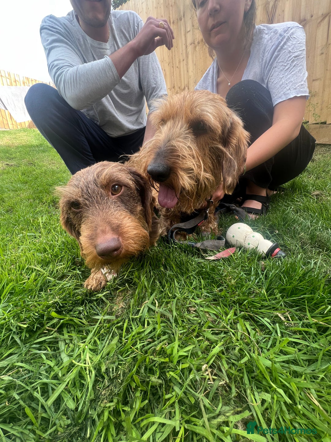 Dachshund dogs for sale: Wire hair Pups Pending - Image 1