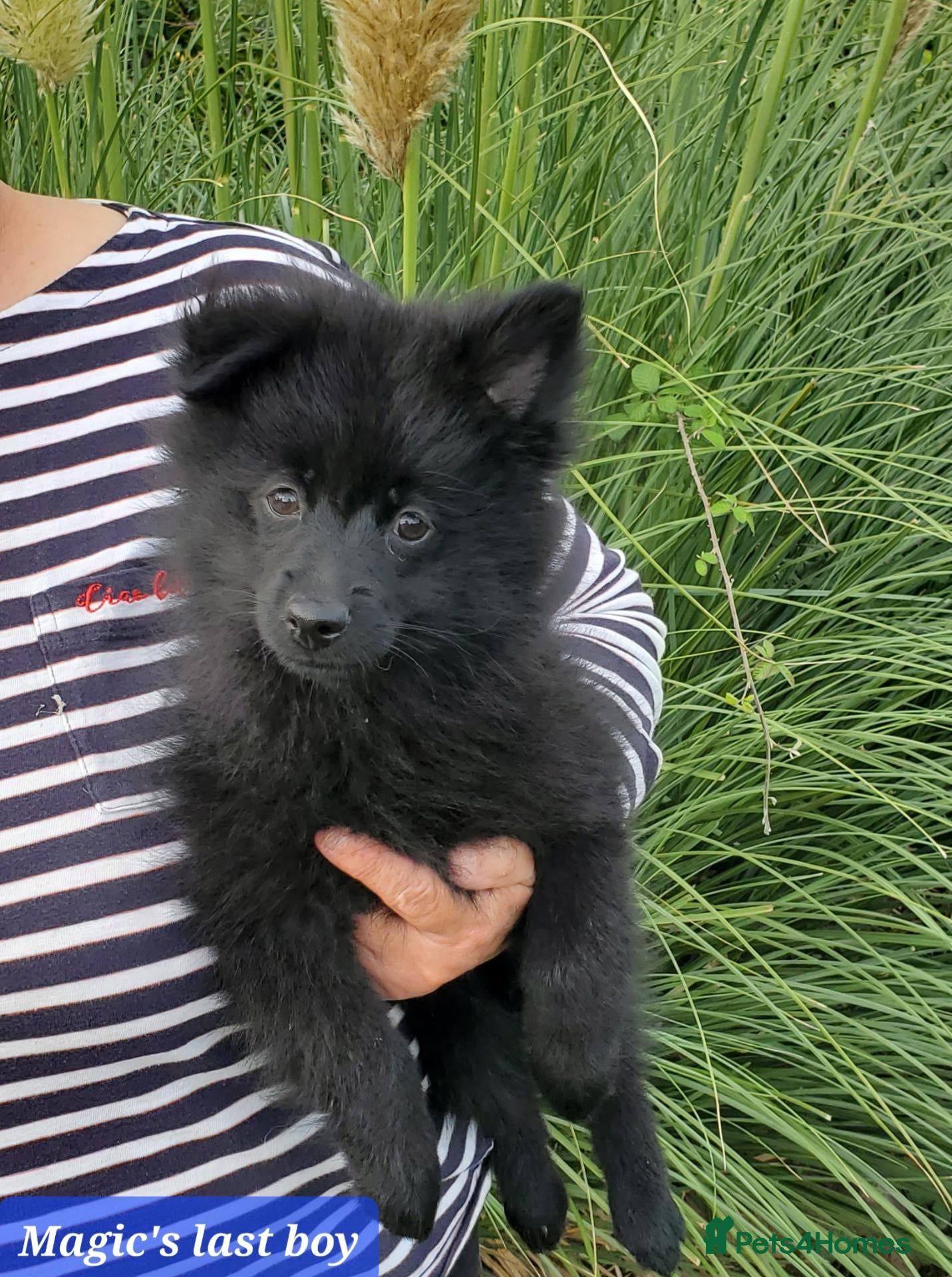 German Spitz dogs 1 German Spitz Mittel Boy left - Black - Advert 2