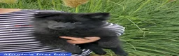 German Spitz dogs for sale: 1 German Spitz Mittel Boy left - Black - Advert 2