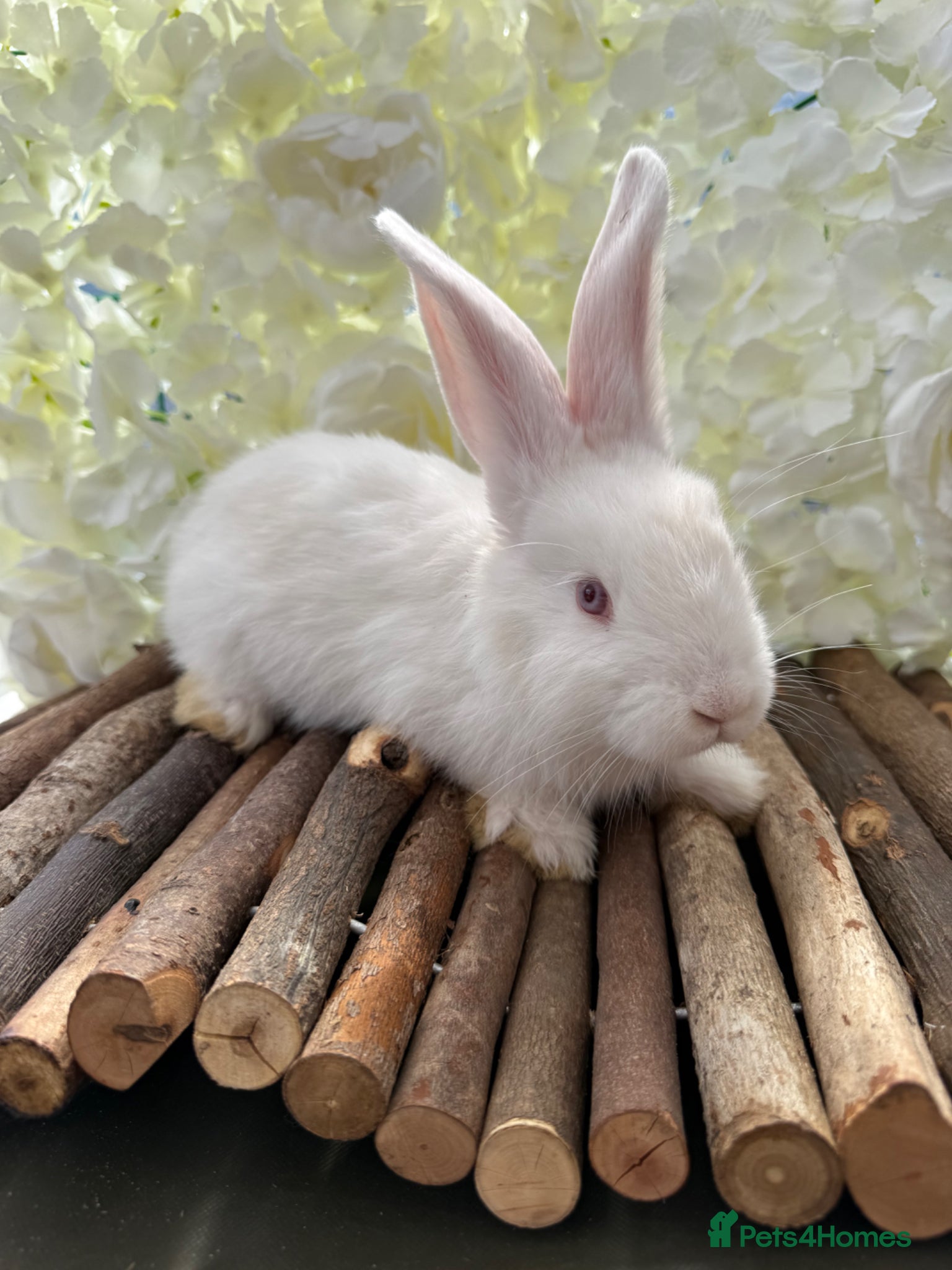 Continental Giant rabbits 2 Beautiful Continentals (Does) left! 🩷 11th July - Advert 1