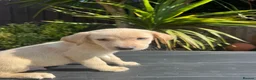 Labrador Retriever dogs for sale: ghost’s beautiful dozen - Advert 36