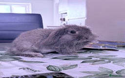 Mini Lion Lop rabbits for sale: Pure mini lion lop bunnies  in Witham - Image 5
