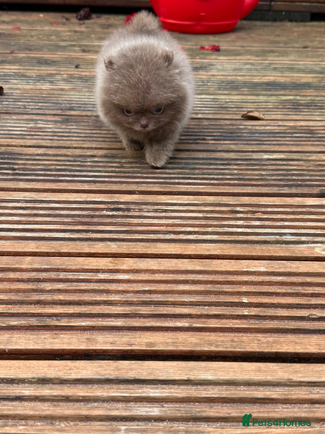 Pomeranian dogs for sale: Super Quite teddy bear Pomeranians puppy’s  - Image 11