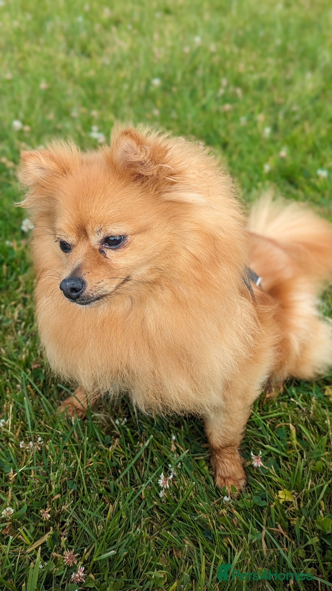 Pomeranian dogs for sale: Adult Poms - Advert 3