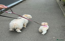 Mixed Breed dogs for adoption: 💙🐶 TEDDY 🐶💙 - Image 7