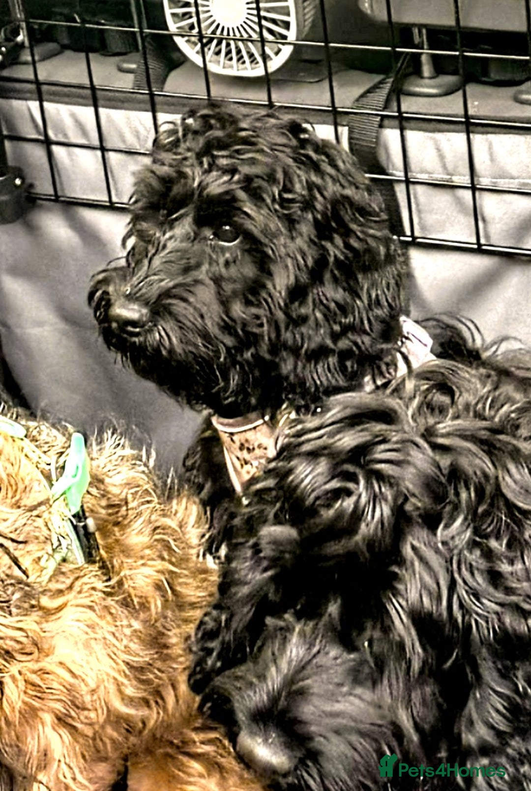 Cockapoo dogs for sale: TRAINED PUPPY - Cockapoo - essential training in Port Talbot - Image 6