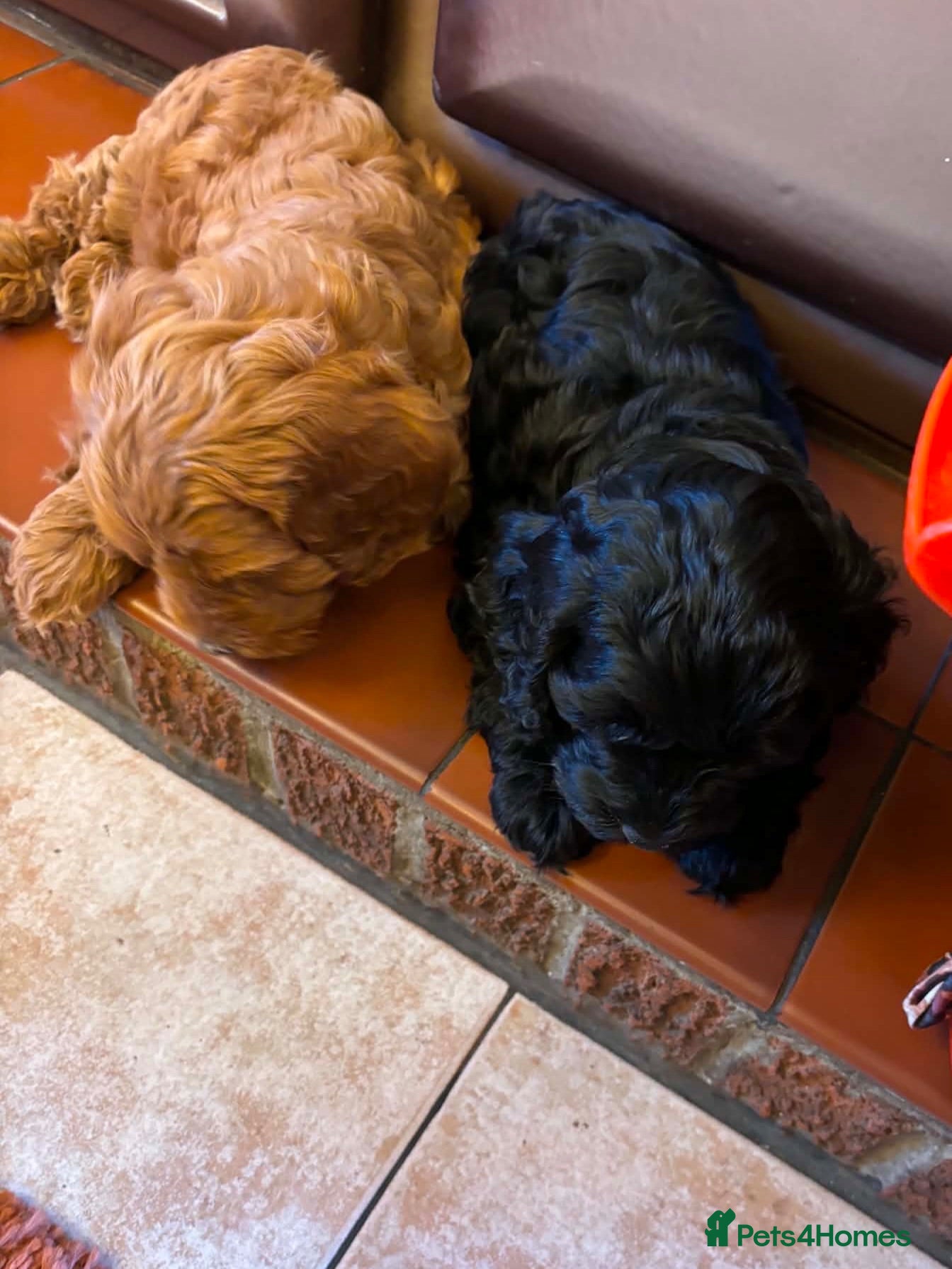 Cockapoo dogs Just 2 Beautiful Cockapoo Puppies  - Advert 1