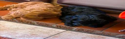 Cockapoo dogs for sale: Just 2 Beautiful Cockapoo Puppies  - Advert 4