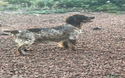 Cockapoo dogs for sale: Stunning F1 Cocapoos - Image 18