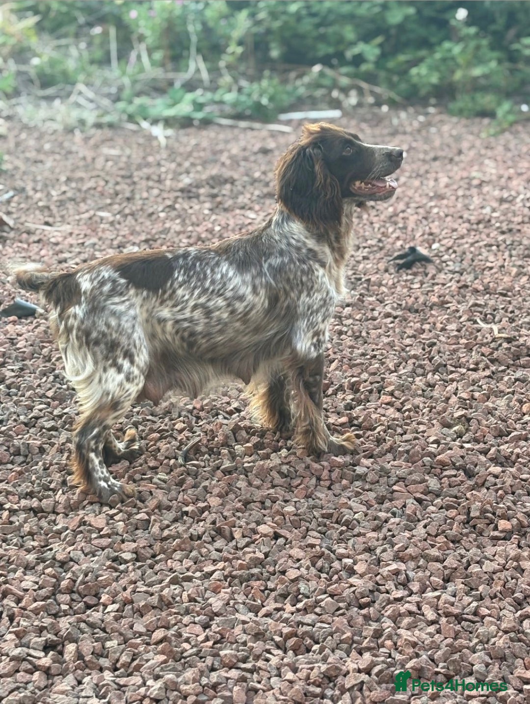 Cockapoo dogs for sale: Stunning F1 Cocapoos - Image 18