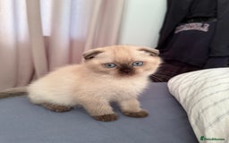 British Shorthair cats for sale: British short hair and Scottish fold  - Image 13