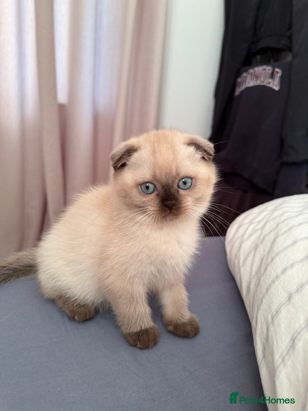 British Shorthair cats for sale: British short hair and Scottish fold  - Image 13
