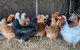 Chickens poultry for sale: POL Chickens - 12 Breeds To Choose - Available Now - Image 2