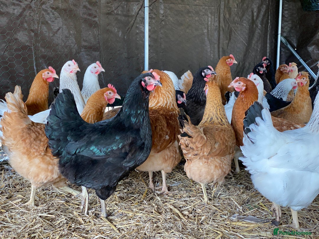 Chickens poultry for sale: POL Chickens - 12 Breeds To Choose - Available Now - Image 2