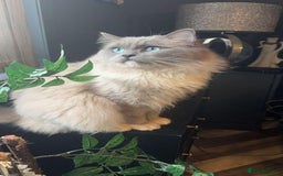 Ragdoll cats for sale: Tortie flame mink sepia tica  - Image 6