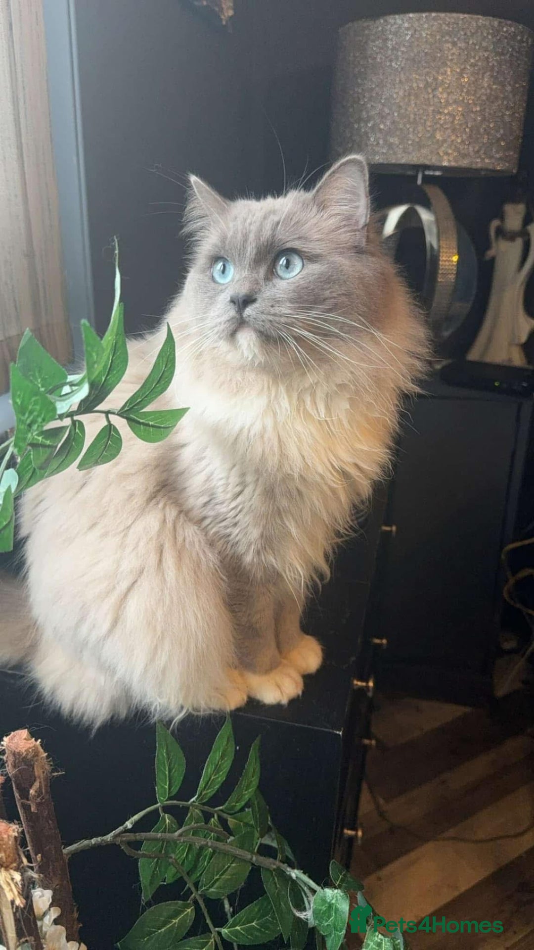Ragdoll cats for sale: Tortie flame mink sepia tica  - Image 6