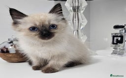 Ragdoll cats for sale: Stunning ragdoll kittens  - Image 7