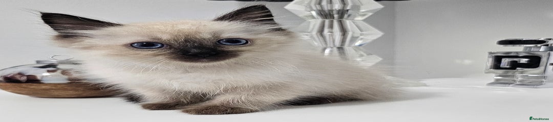 Ragdoll Kitten 2