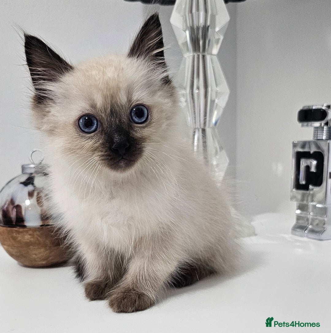 Ragdoll cats for sale: Stunning ragdoll kittens  - Image 7