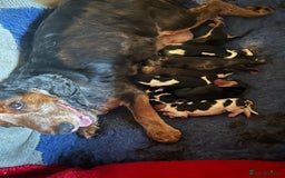 Cocker Spaniel dogs for sale: KC ENGLISH SHOW TYPE COCKER SPANIELS - Image 8