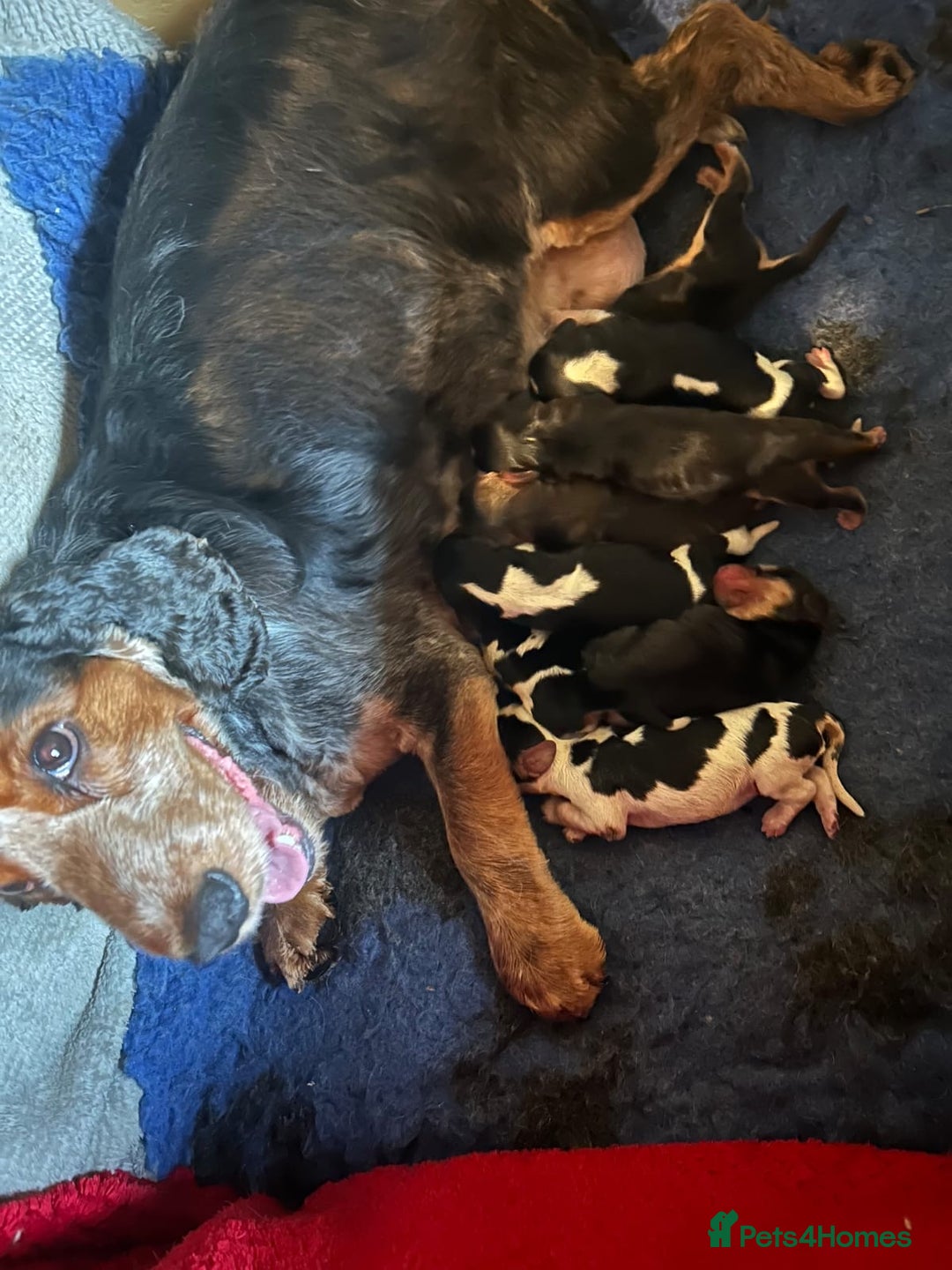 Cocker Spaniel dogs for sale: KC ENGLISH SHOW TYPE COCKER SPANIELS - Image 8