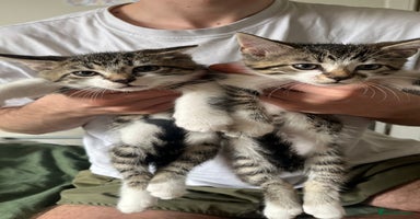 British Shorthair cats - Advert 11