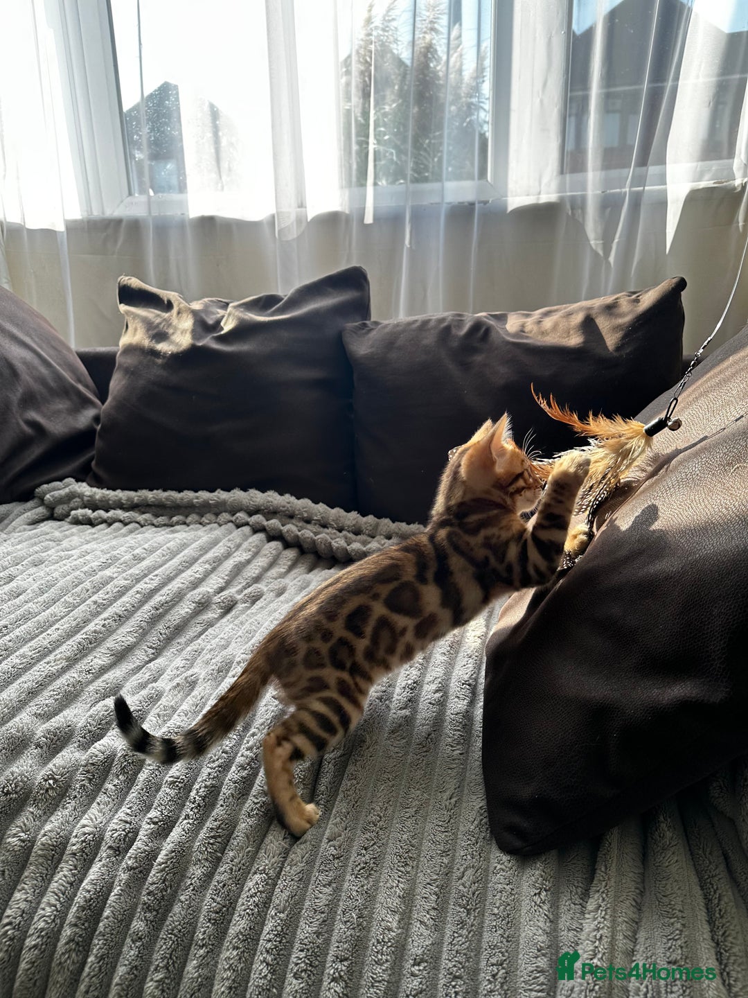 Bengal cats for sale: TICA Bengal kittens for sale . 🐱 - Image 34