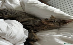 Mixed Breed cats for sale: Cuddly lap cat  - Image 1