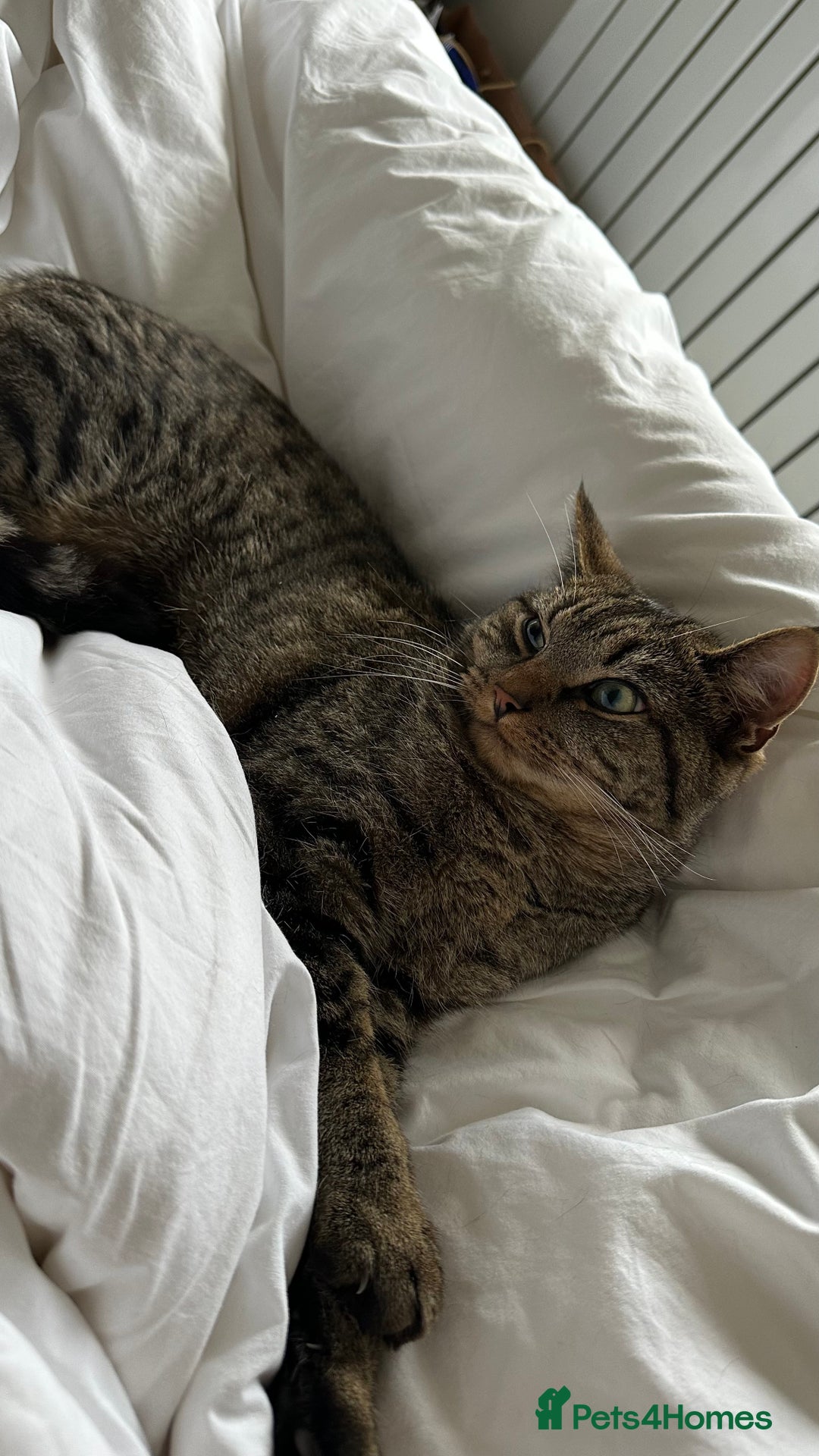 Mixed Breed cats for sale: Cuddly lap cat  - Image 1